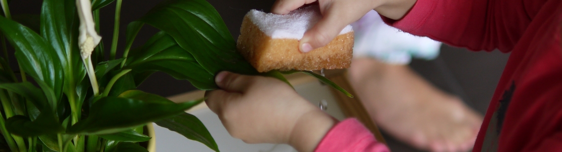 Igapäevaelu harjutus – taime eest hoolitsemine