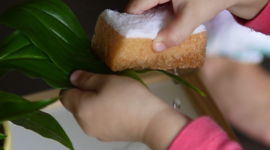 Igapäevaelu harjutus – taime eest hoolitsemine